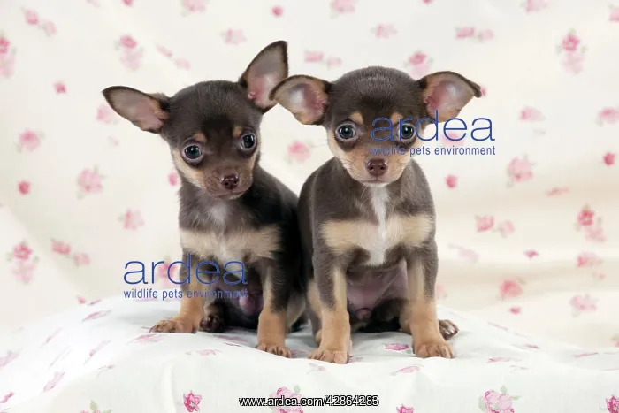  : DOG - Chihuahua puppies sitting on blanket
