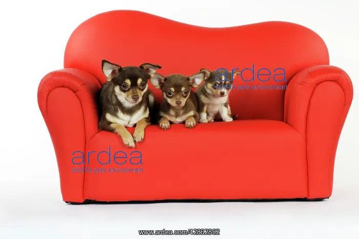  : DOG. Chihuahua and puppies sitting on mini sofa