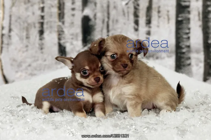 : DOG - Chihuahua puppies sitting in snow (6 weeks) : DOG - Chihuahua puppies sitting in snow (6 weeks)