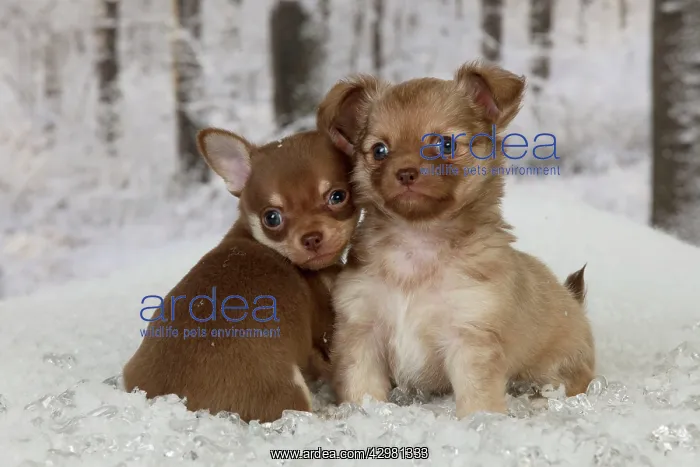 : DOG - Chihuahua puppies sitting in snow (6 weeks) : DOG - Chihuahua puppies sitting in snow (6 weeks)