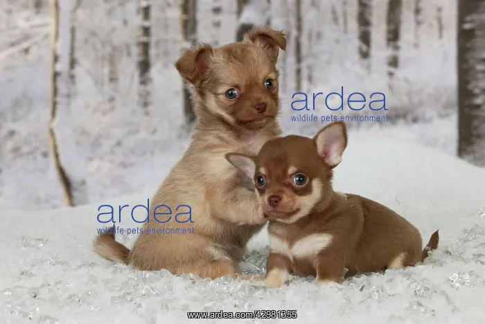 : DOG - Chihuahua puppies sitting in snow (6 weeks) : DOG - Chihuahua puppies sitting in snow (6 weeks)
