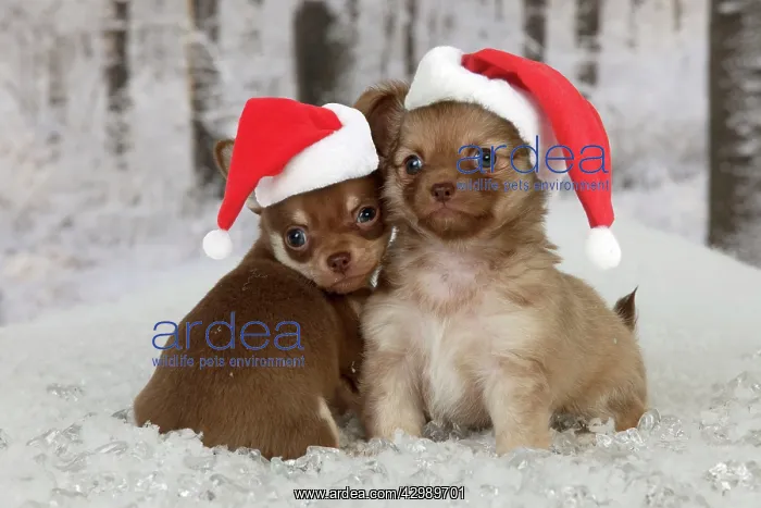 : DOG - Chihuahua puppies sitting in snow (6 weeks) : DOG - Chihuahua puppies sitting in snow (6 weeks)