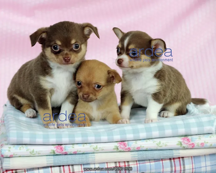  : DOG. Chihuahua puppies sitting on stack of cloths