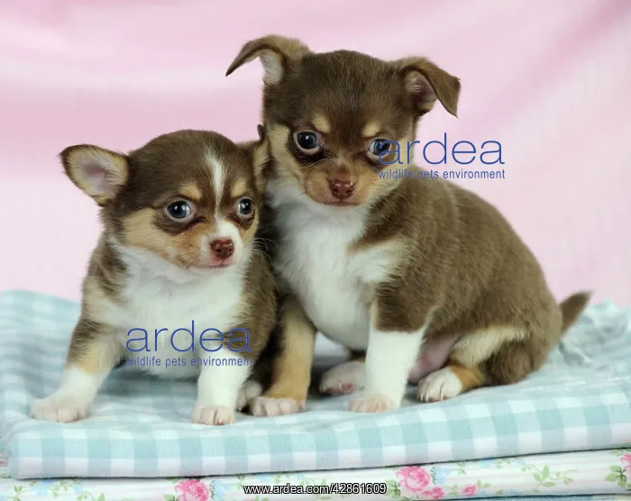 : DOG. Chihuahua puppies sitting on stack of cloths : DOG. Chihuahua puppies sitting on stack of cloths