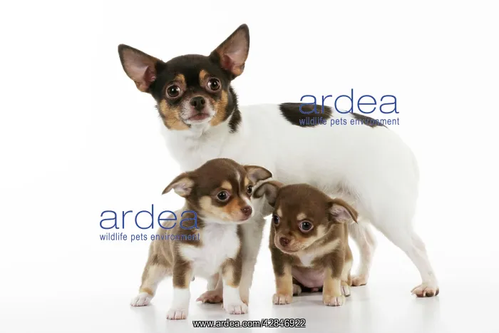 : DOG. Chihuahua puppies standing in front of chihuahua : DOG. Chihuahua puppies standing in front of chihuahua