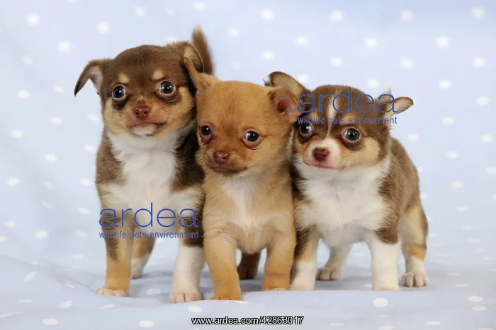: DOG. Chihuahua puppies standing in a row : DOG. Chihuahua puppies standing in a row