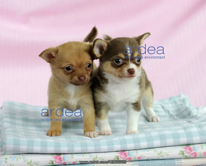 : DOG. Chihuahua puppies standing on stack of cloths : DOG. Chihuahua puppies standing on stack of cloths