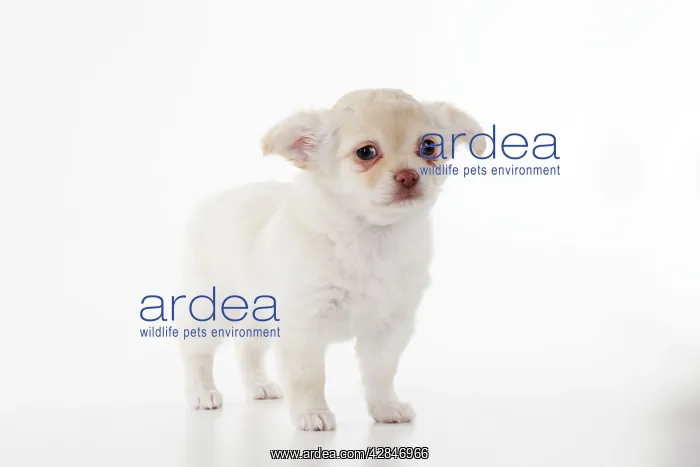 : DOG. Chihuahua puppy : DOG. Chihuahua puppy