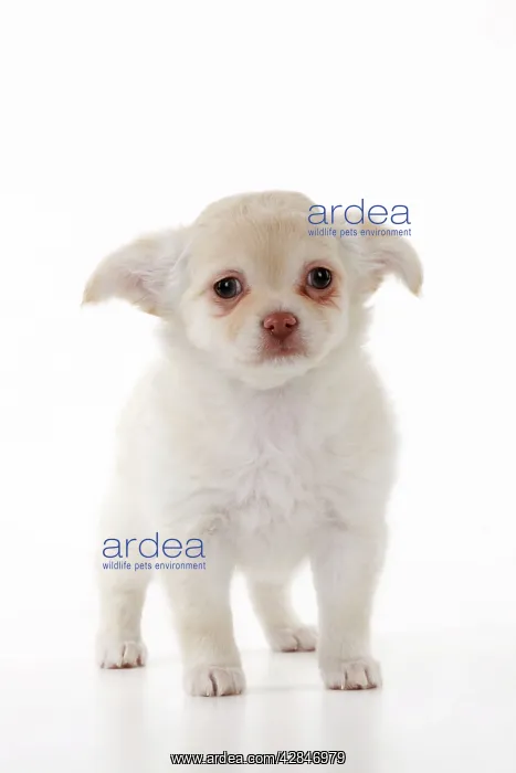 : DOG. Chihuahua puppy : DOG. Chihuahua puppy