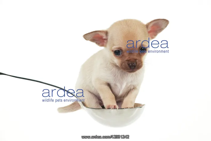 : DOG - Chihuahua puppy : DOG - Chihuahua puppy