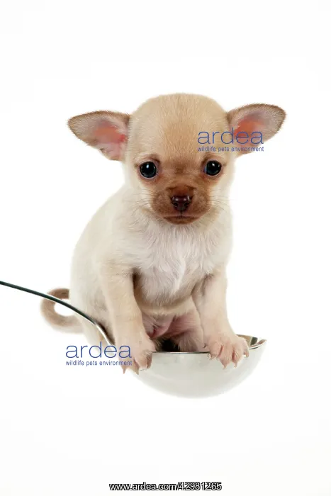 : DOG - Chihuahua puppy : DOG - Chihuahua puppy