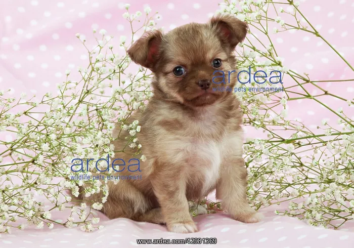 : DOG - Chihuahua puppy : DOG - Chihuahua puppy