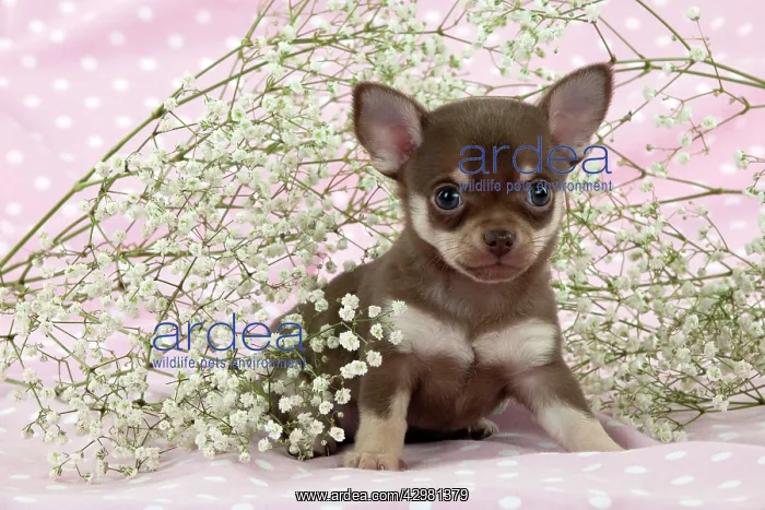 : DOG - Chihuahua puppy : DOG - Chihuahua puppy