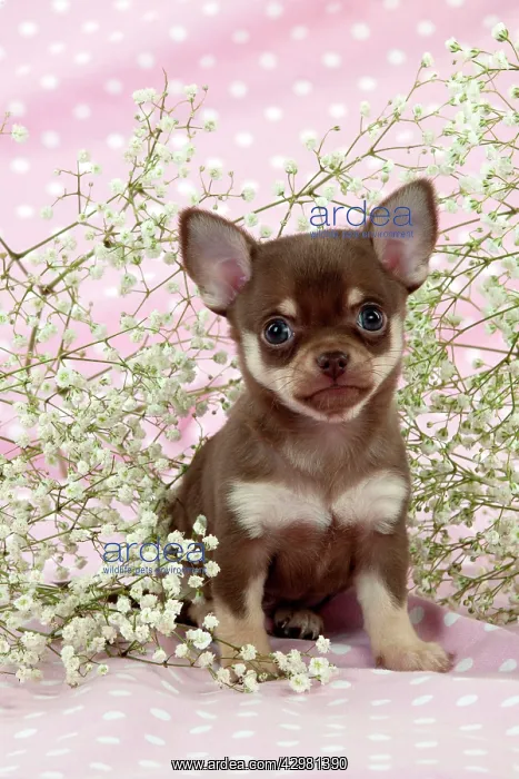 : DOG - Chihuahua puppy : DOG - Chihuahua puppy