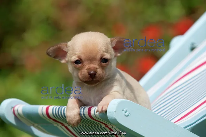 : DOG - Chihuahua puppy : DOG - Chihuahua puppy