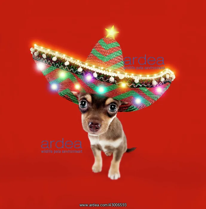 : DOG - Chihuahua puppy : DOG - Chihuahua puppy
