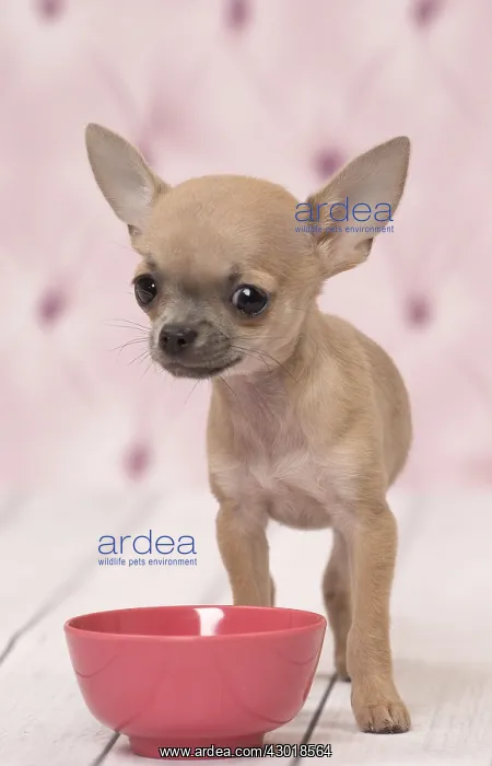  : Dog Chihuahua puppy
