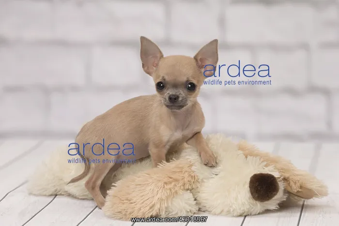  : Dog Chihuahua puppy