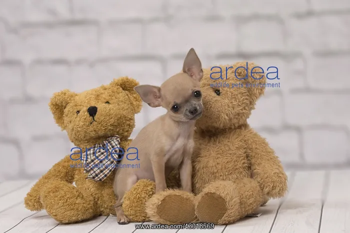 : Dog Chihuahua puppy : Dog Chihuahua puppy