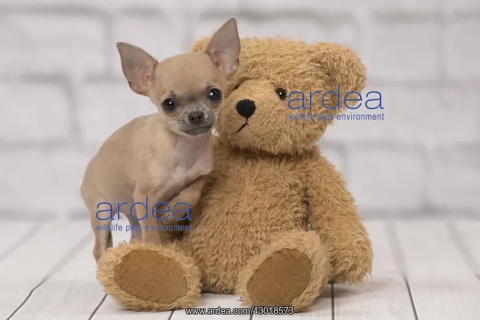 : Dog Chihuahua puppy : Dog Chihuahua puppy