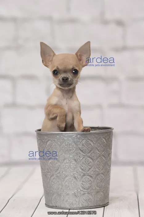: Dog Chihuahua puppy : Dog Chihuahua puppy