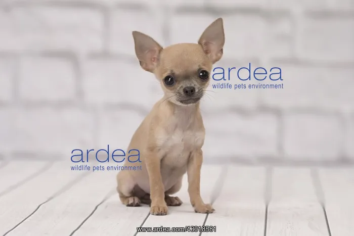  : Dog Chihuahua puppy