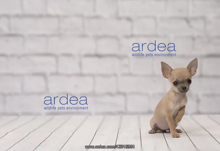  : Dog Chihuahua puppy