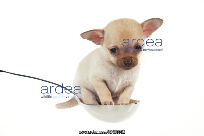 : DOG - Chihuahua puppy : DOG - Chihuahua puppy