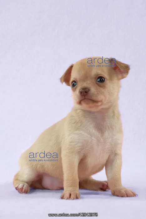 : DOG - Chihuahua puppy (6 weeks) : DOG - Chihuahua puppy (6 weeks)