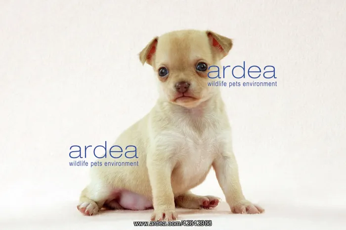 : DOG - Chihuahua puppy (6 weeks) : DOG - Chihuahua puppy (6 weeks)