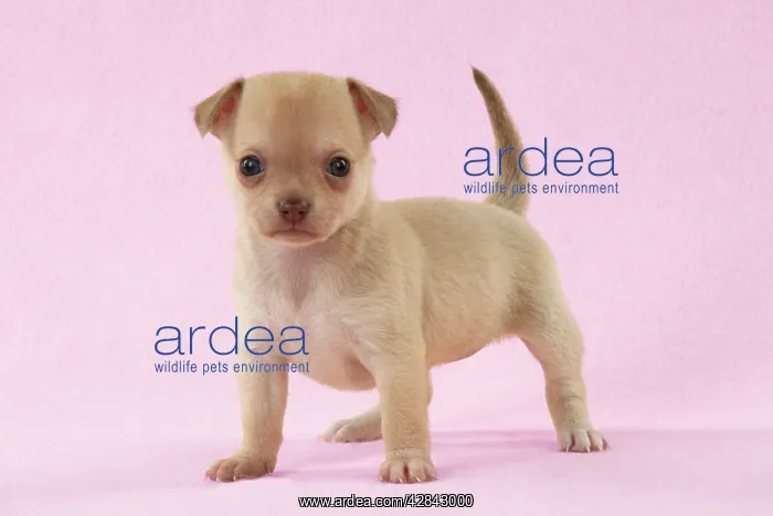 : DOG - Chihuahua puppy (6 weeks) : DOG - Chihuahua puppy (6 weeks)