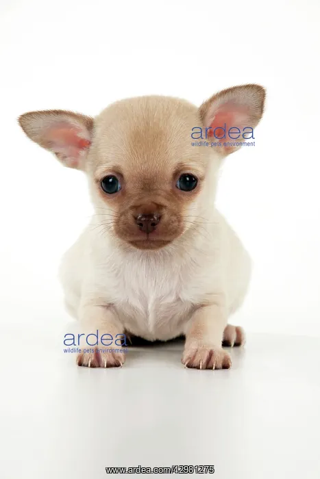 : DOG - Chihuahua puppy (6 weeks) : DOG - Chihuahua puppy (6 weeks)