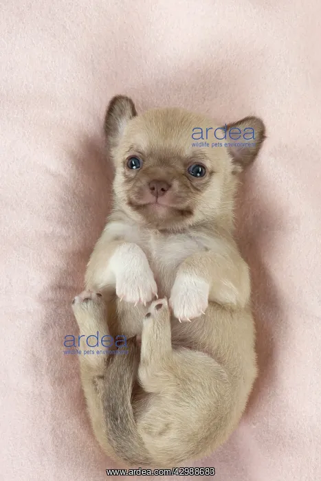 : DOG - Chihuahua puppy curled up on its back : DOG - Chihuahua puppy curled up on its back