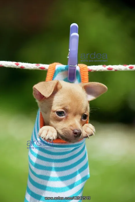  : DOG - Chihuahua puppy hanging in sock (4 weeks)