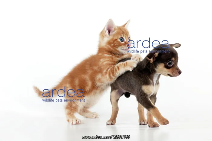  : DOG - Chihuahua puppy and kitten playing together