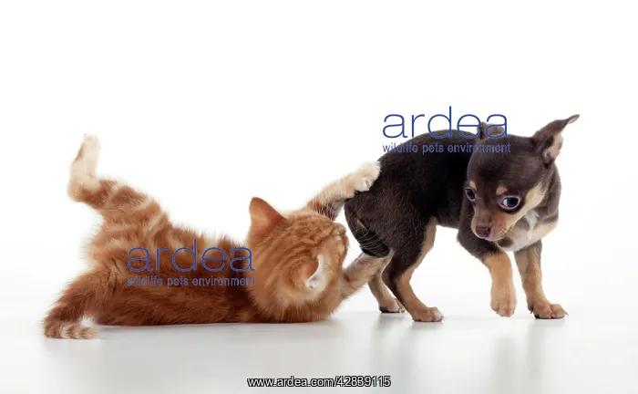 : DOG - Chihuahua puppy and kitten playing together : DOG - Chihuahua puppy and kitten playing together