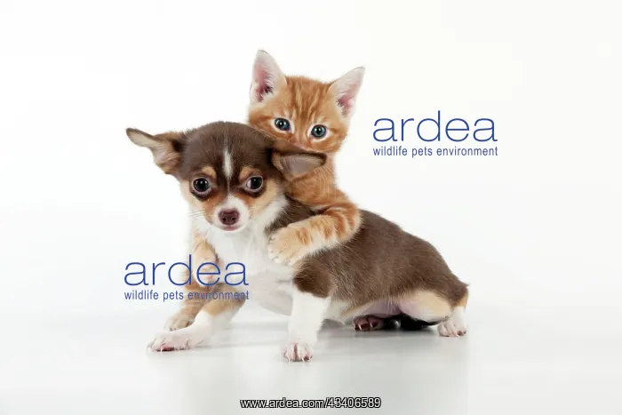 : DOG - Chihuahua puppy and kitten playing together : DOG - Chihuahua puppy and kitten playing together