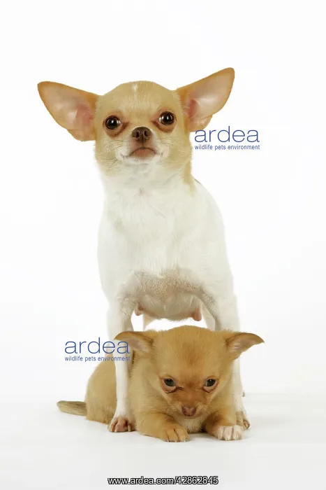 : DOG. Chihuahua with puppy between its legs : DOG. Chihuahua with puppy between its legs