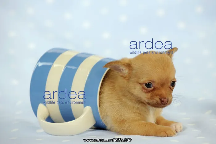 : DOG. Chihuahua puppy lying in jug : DOG. Chihuahua puppy lying in jug