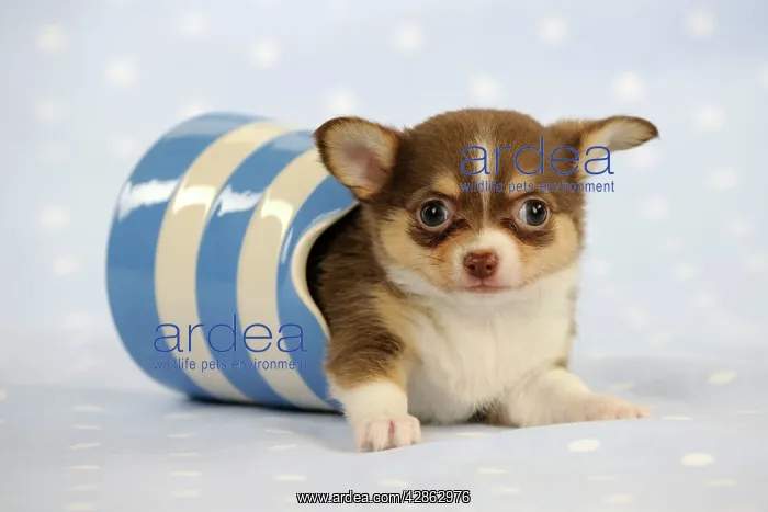 : DOG. Chihuahua puppy lying in jug : DOG. Chihuahua puppy lying in jug