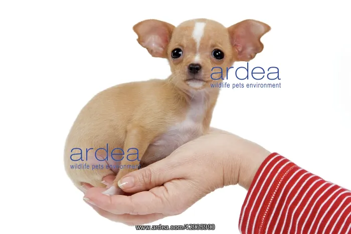: Dog - Chihuahua puppy - in owners hand : Dog - Chihuahua puppy - in owners hand