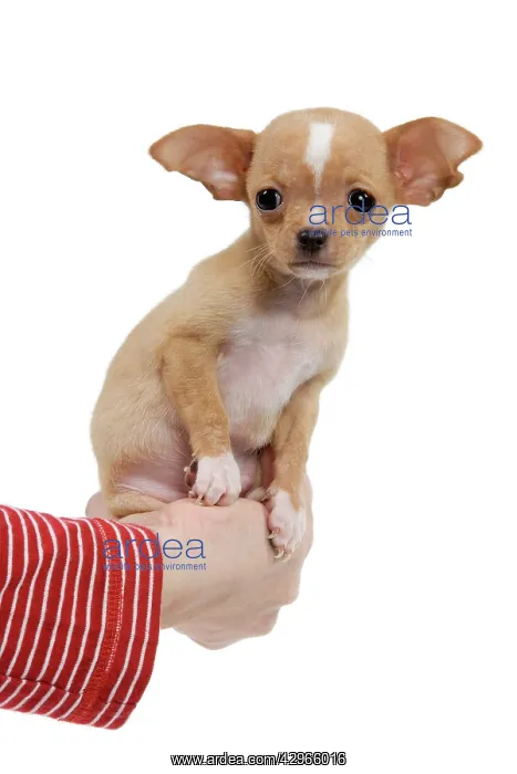 : Dog - Chihuahua puppy - in owners hand : Dog - Chihuahua puppy - in owners hand