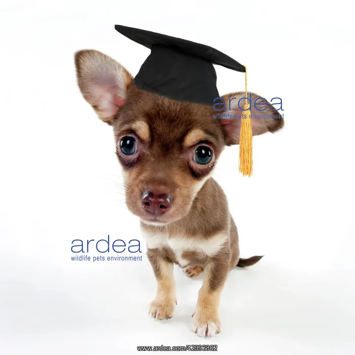 : DOG - Chihuahua puppy sitting