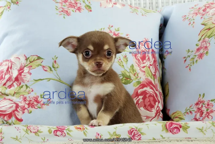 : DOG. Chihuahua puppy sitting in basket : DOG. Chihuahua puppy sitting in basket
