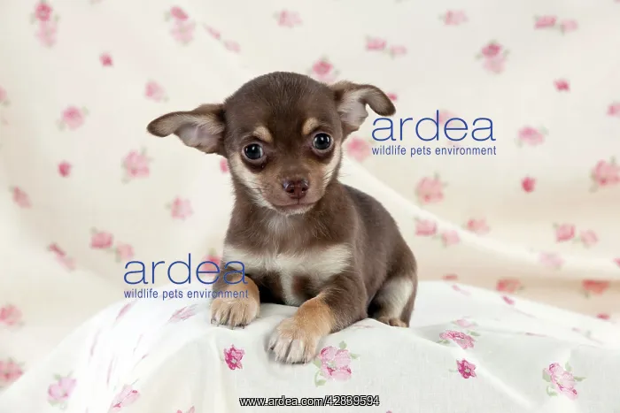  : DOG - Chihuahua puppy sitting on blanket