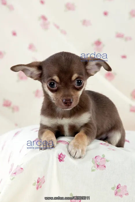  : DOG - Chihuahua puppy sitting on blanket