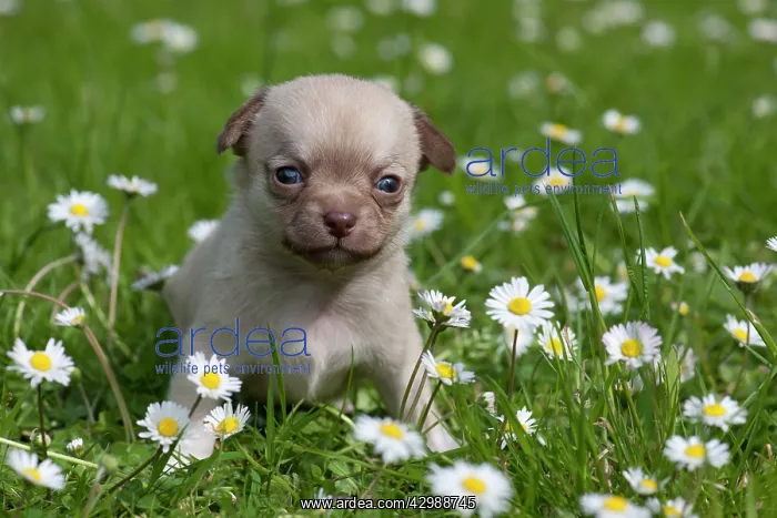 : DOG - Chihuahua puppy sitting in daisies : DOG - Chihuahua puppy sitting in daisies