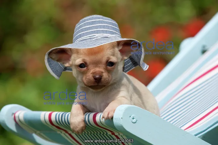 : DOG - Chihuahua puppy sitting in deck chair (6 weeks) wearing sun hat Digital : DOG - Chihuahua puppy sitting in deck chair (6 weeks) wearing sun hat Digital