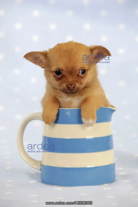 : DOG. Chihuahua puppy sitting in jug : DOG. Chihuahua puppy sitting in jug