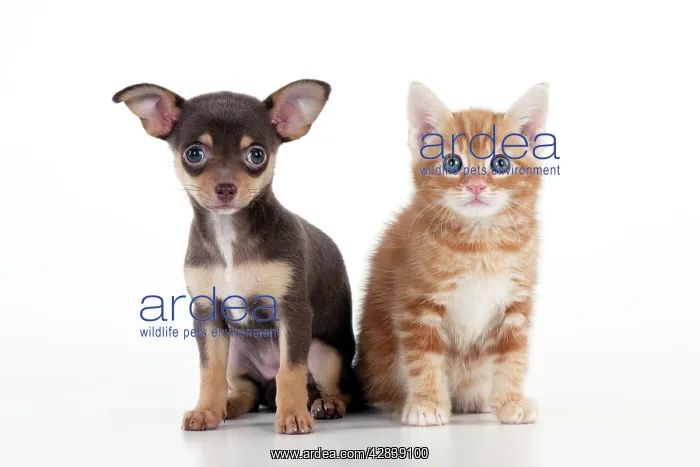 : DOG - Chihuahua puppy sitting next to kitten : DOG - Chihuahua puppy sitting next to kitten